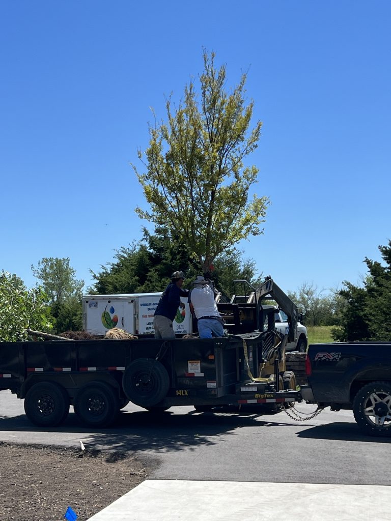 Tree Services in Wichita