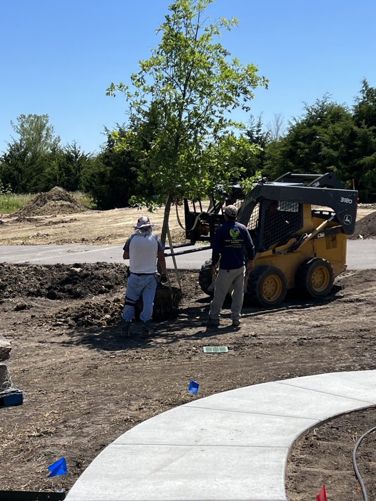 Wichita Tree Services