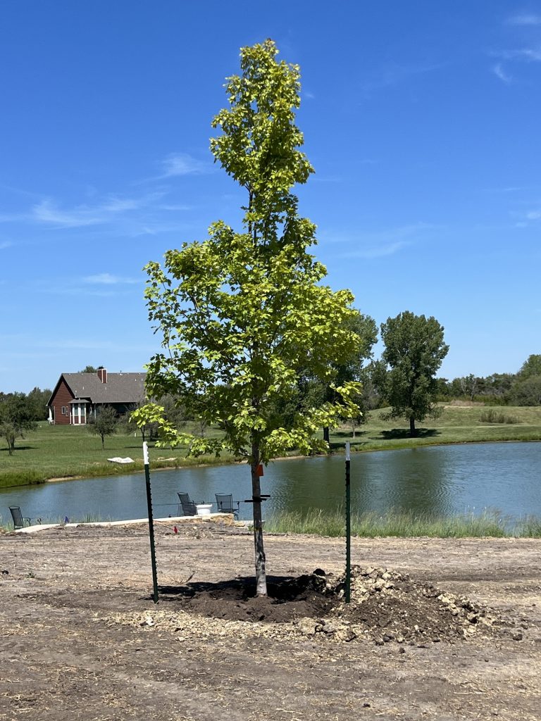Tree Services and Shrubs for Wichita Metro