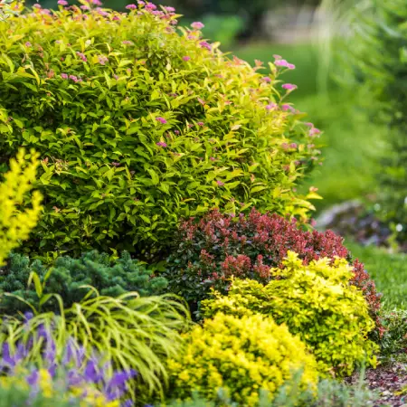 Planting new shrubs in wichita
