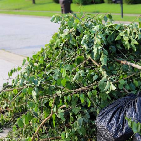 Tree Removal Service in Wichita