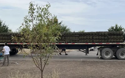 Sod Installation: Transform Your Lawn with Sod
