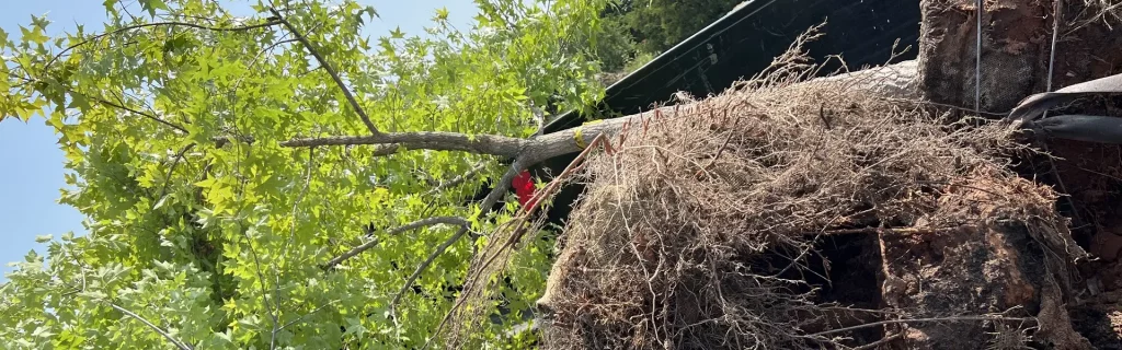 Tree Services and Shrub Services for Wichita