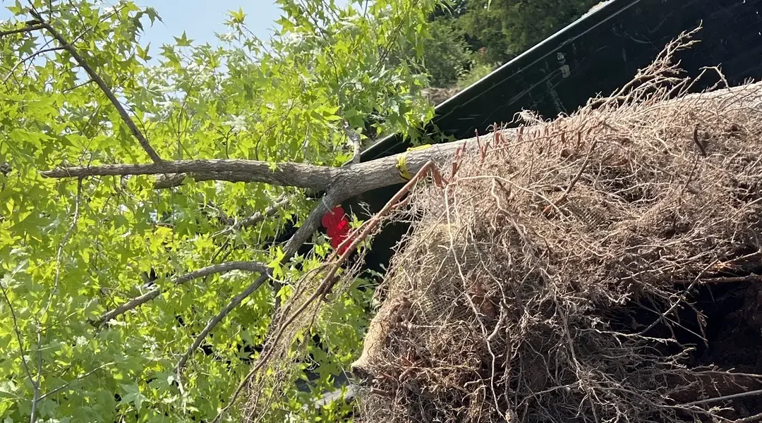 Expert Tree Services and Shrub Care