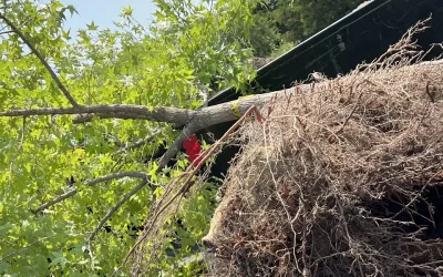 Expert Tree Services and Shrub Care