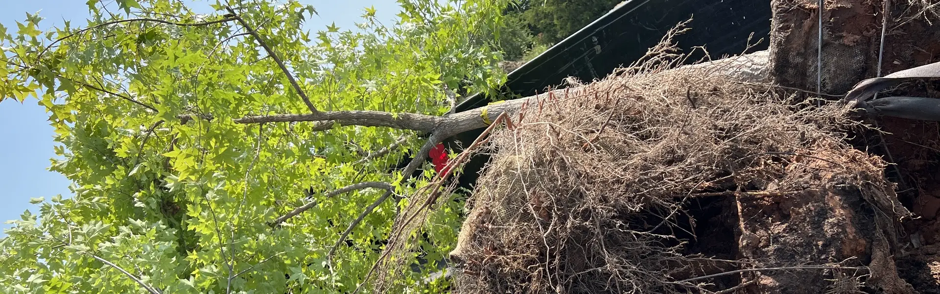 Tree Services and Shrub Services for Wichita